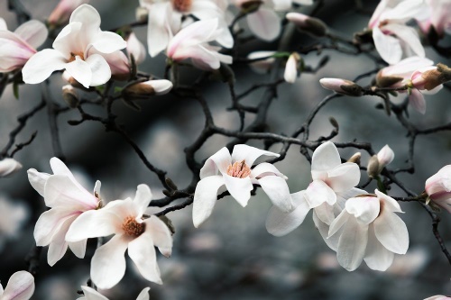 Samolepící fototapeta probouzející se magnolie