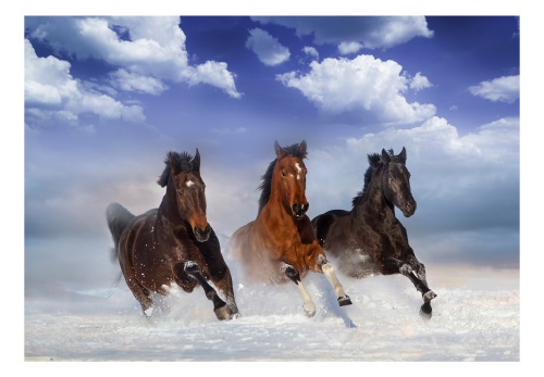 Fototapeta - Horses in the Snow