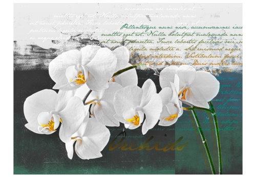 Fototapeta - Orchid - poet's inspiration