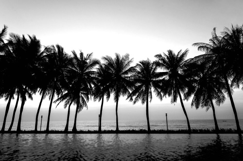 Samolepící tapeta západ slunce nad palmami v černobílém