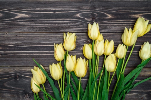 Tapeta žluté tulipány na dřevěném podkladu