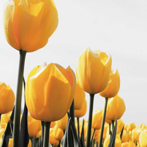 Ozdobný paraván Tulipány žluté