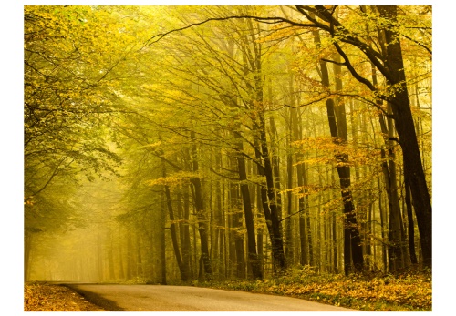 Fototapeta - Road in autumn forest