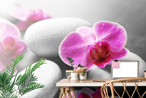 Fototapeta květiny orchideje na kamenech