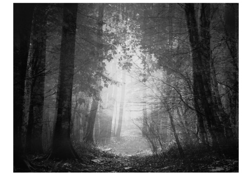 Fototapeta - Forest of shadows