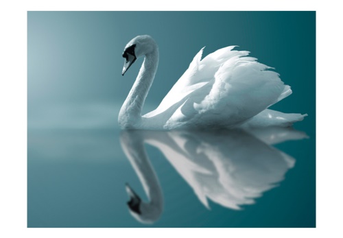 Fototapeta - White swan