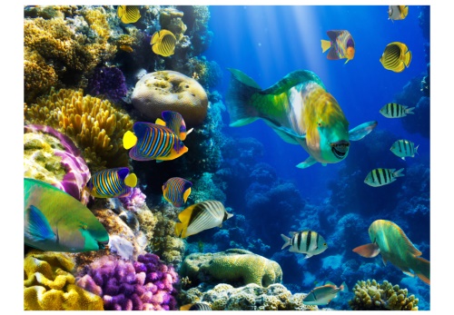 Fototapeta - Underwater paradise