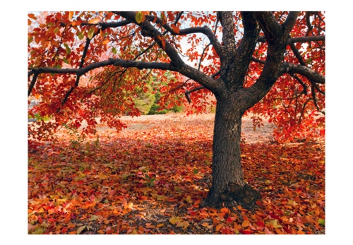 Fototapeta - Tree in fall