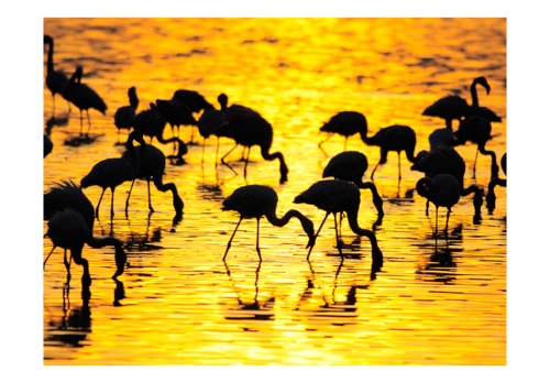 Fototapeta - Kenya: flamingos by the lake Nakuru