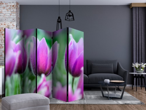 Paraván - Purple spring tulips II [Room Dividers]