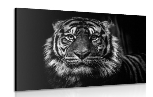 Obraz tygr v černobílém provedení