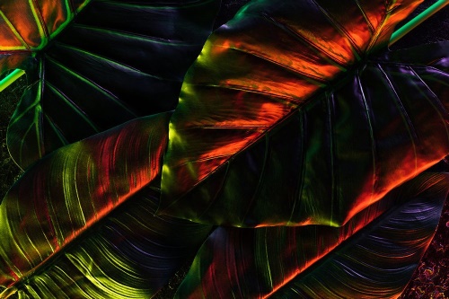 Samolepící tapeta tropické palmové listy