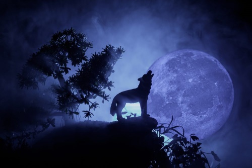 Obraz vlk v úplňku měsíce