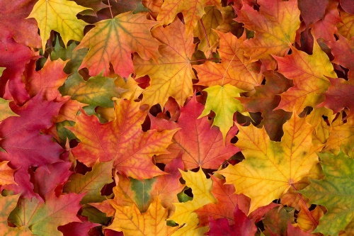 Samolepící fototapeta listy podzimu