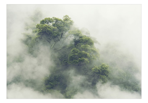 Fototapeta - Foggy Amazon