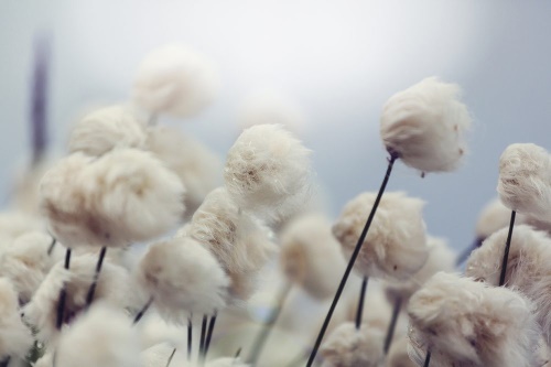 Samolepící fototapeta arktické květiny bavlny