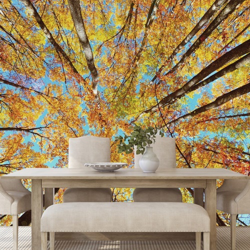 Fototapeta podzimní koruny stromů
