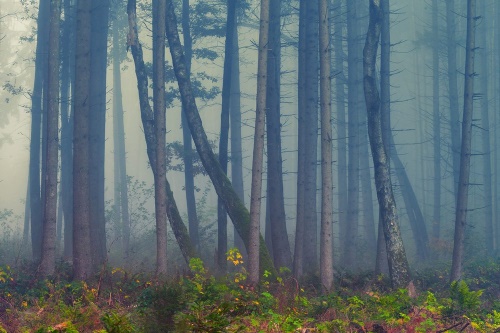 Fototapeta tajemný les