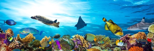 Obraz korálový útes s rybkami a želvami