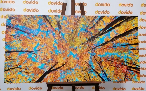 Obraz podzimní koruny stromů