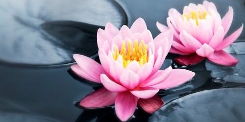 Obraz lotosový květ v jezeře