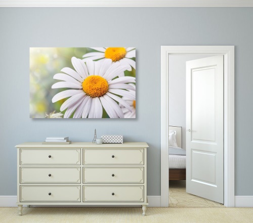 Obraz květiny heřmánku