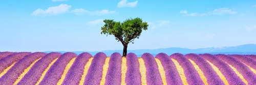 Obraz provensálské levandulové pole