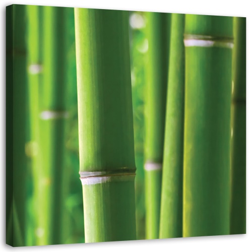Obraz na plátně Bambusové zenové lázně Nature