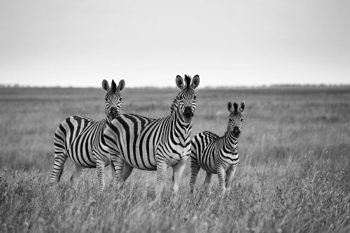 Tapeta tři zebry černobílá