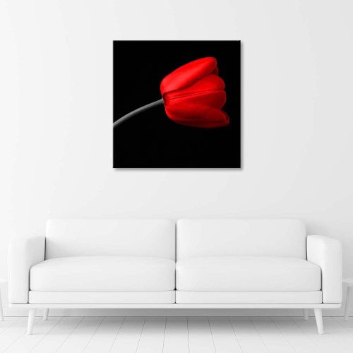 Obraz na plátně Červený tulipán Černé pozadí