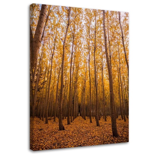 Obraz na plátně Listy březového lesa žluté