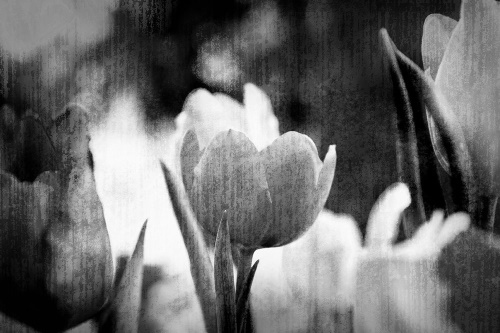Tapeta tulipány v retro stylu černobílé