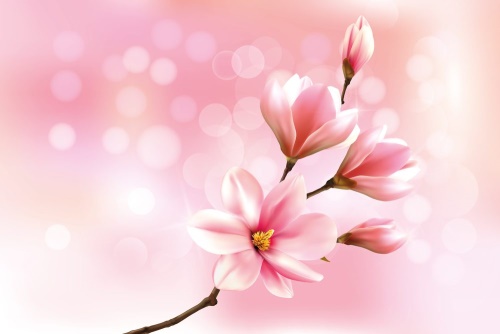Samolepící tapeta něžná růžová magnolie