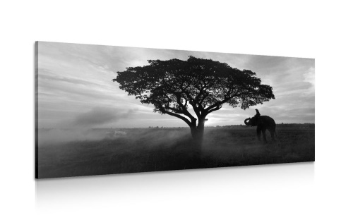 Obraz slon při východu slunce v černobílém provedení