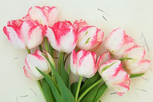 Tapeta krásné jarní tulipány