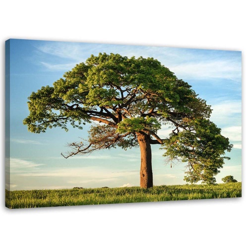 Obraz na plátně Strom Krajina Příroda