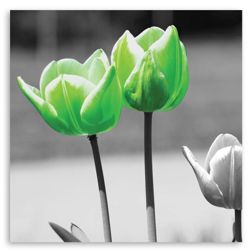 Obraz na plátně Tulipány Květiny Zelená