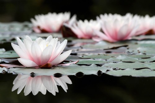 Tapeta překrásný lotosový květ