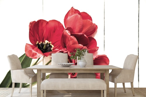 Tapeta překrásné červené tulipány