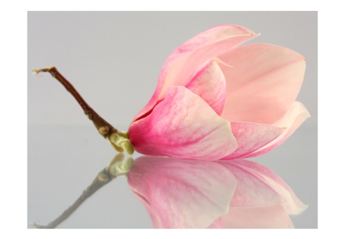 Fototapeta - A lonely magnolia flower