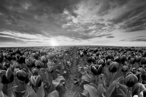 Obraz východ slunce nad loukou s tulipány v černobílém provedení