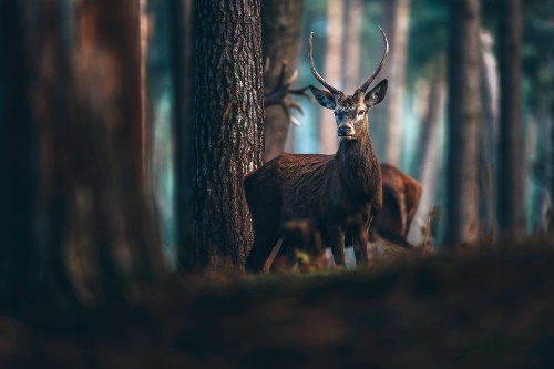 Tapeta jelen v hustém lese