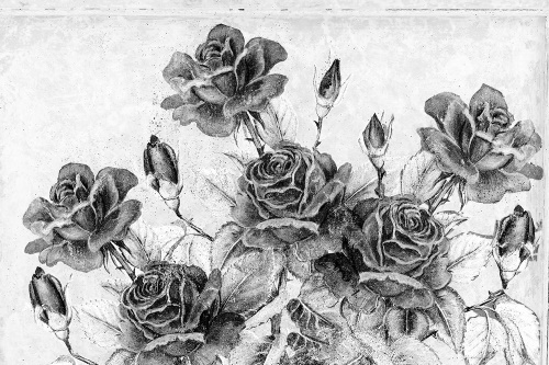 Samolepící tapeta černobílá vintage kytice růží