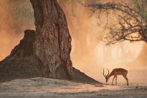 Samolepící fototapeta africká antilopa