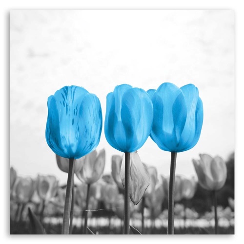 Obraz na plátně Květiny Tulipány Příroda Modrá