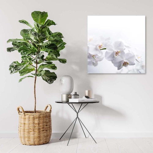 Obraz na plátně Bílá orchidej Příroda