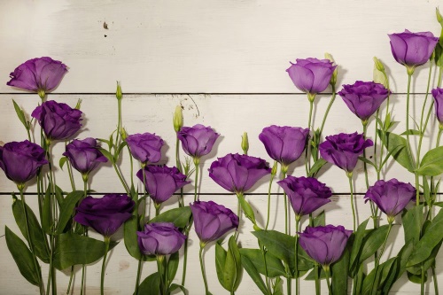 Samolepící fototapeta nádherné fialové květiny