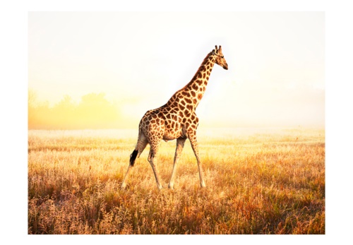 Fototapeta - žirafa - procházka