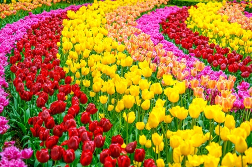 Samolepící fototapeta zahrada plná tulipánů