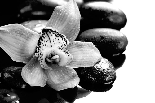 Tapeta exotická orchidej černobílá
